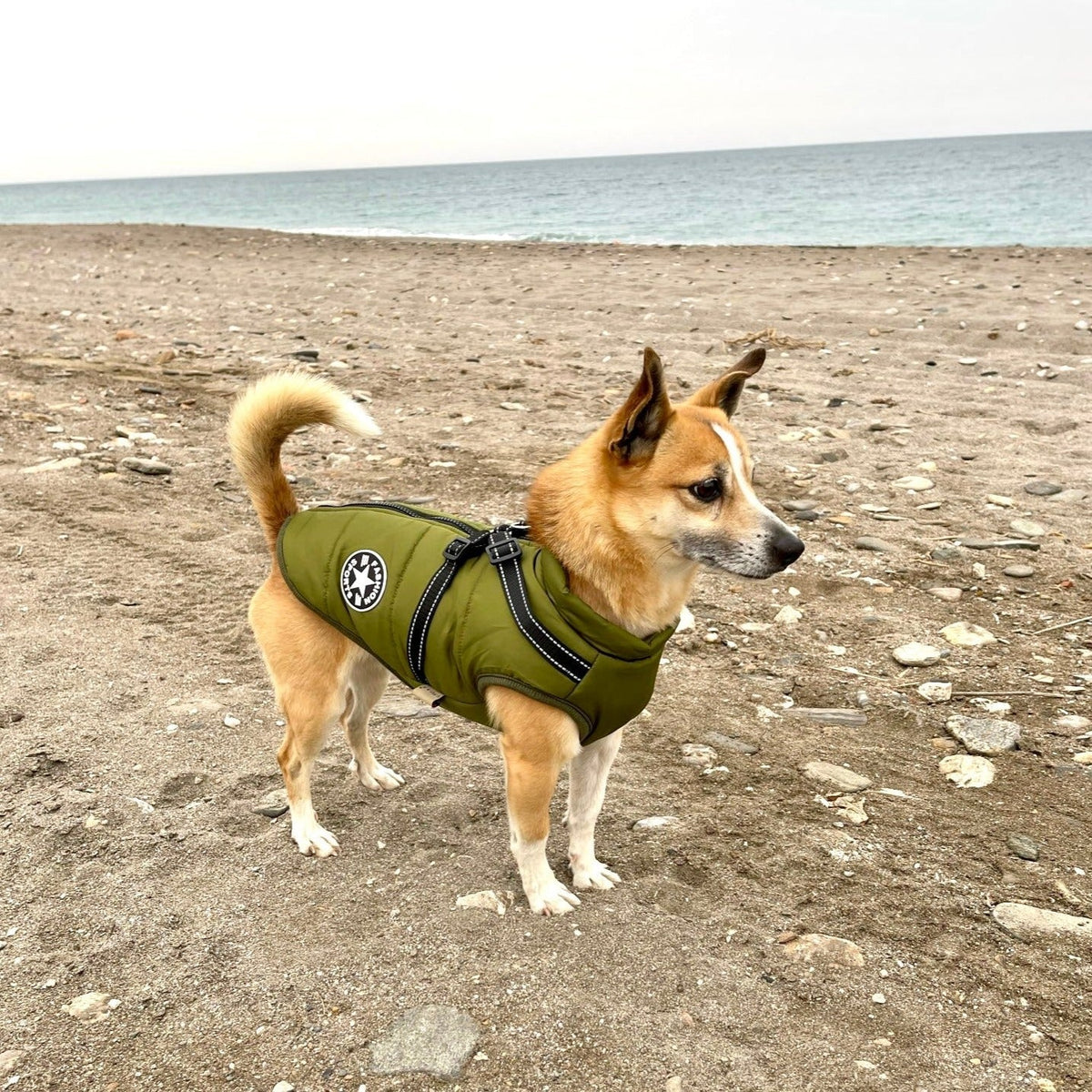 Hundejacke Wind- & Wasserabweisend Integriertes Geschirr
