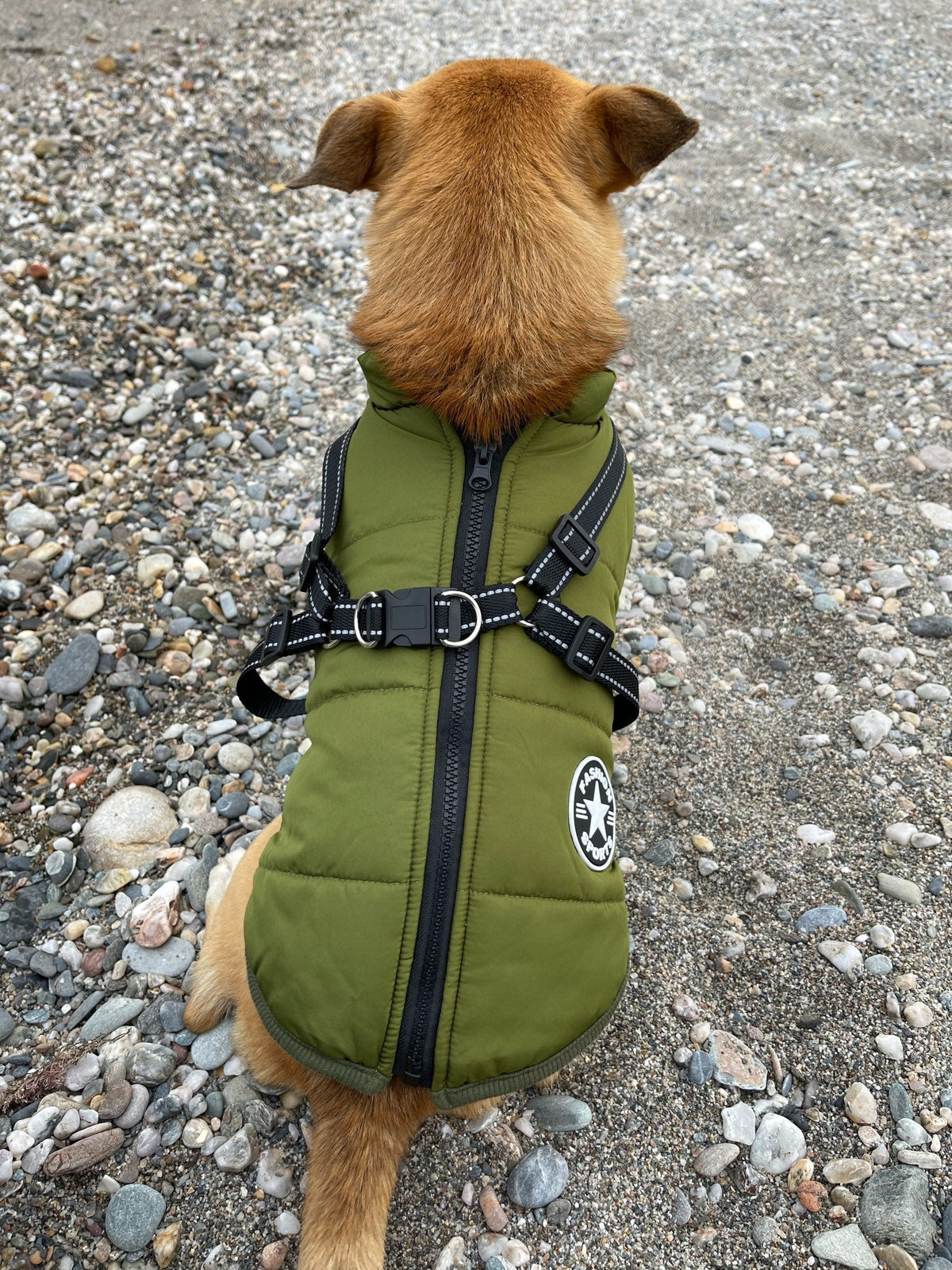 Hundejacke Wind- & Wasserabweisend Integriertes Geschirr