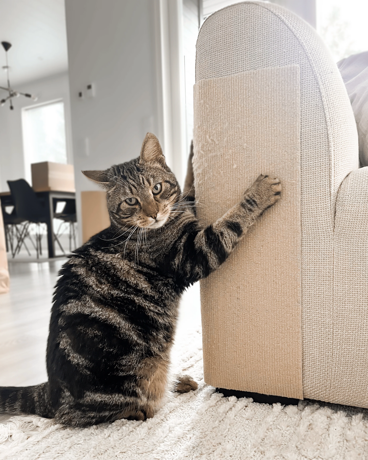 Selbstklebende Katzen-Kratzmatte – Zuschneidbare Kratzschutz für Sofas, Möbel & Katzenkrallenpflege