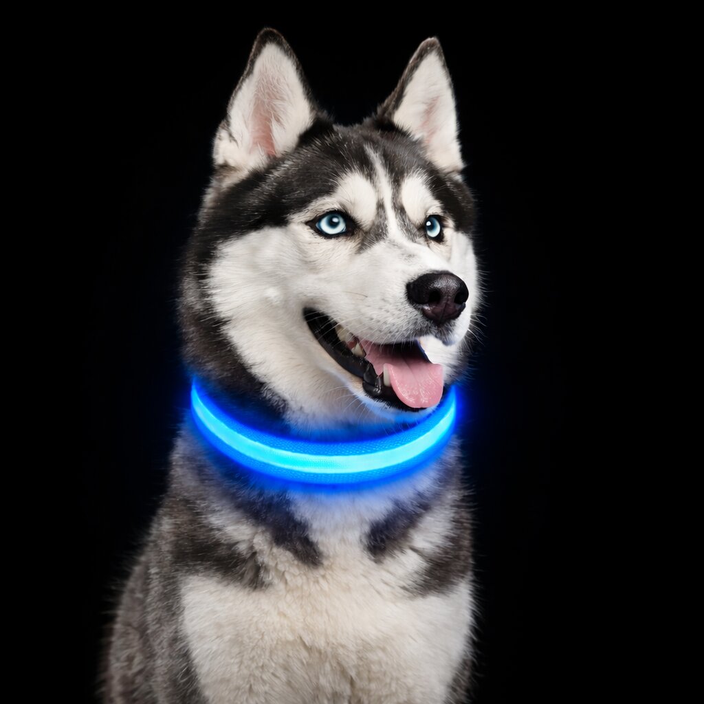 Leuchthalsband für Hunde