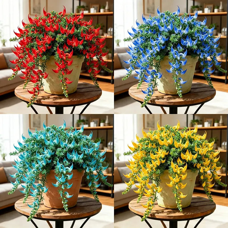 Papageienschnabel-Blumenzwiebeln – Einzigartige kaskadierende Blüten (100 Samen)