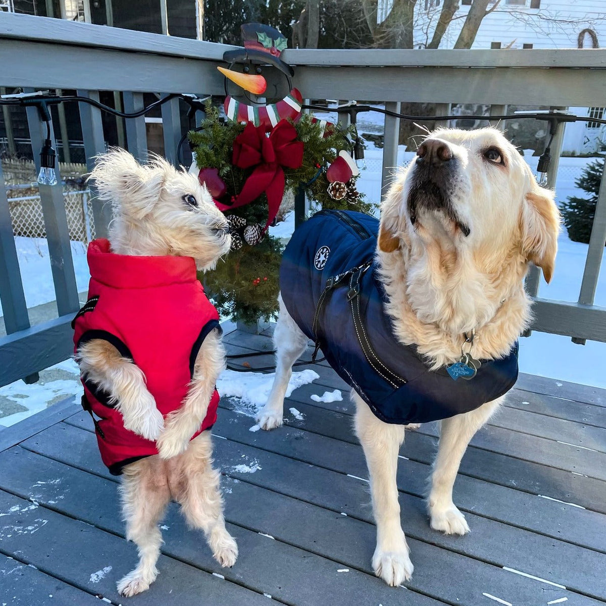 Hundejacke Wind- & Wasserabweisend Integriertes Geschirr