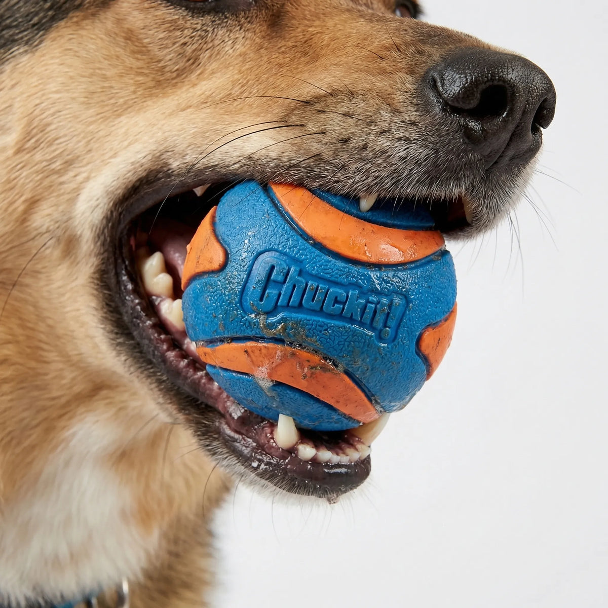 Hunde Apportierball aus Gummi, robust und hochsprungfähig für Apportierspiele