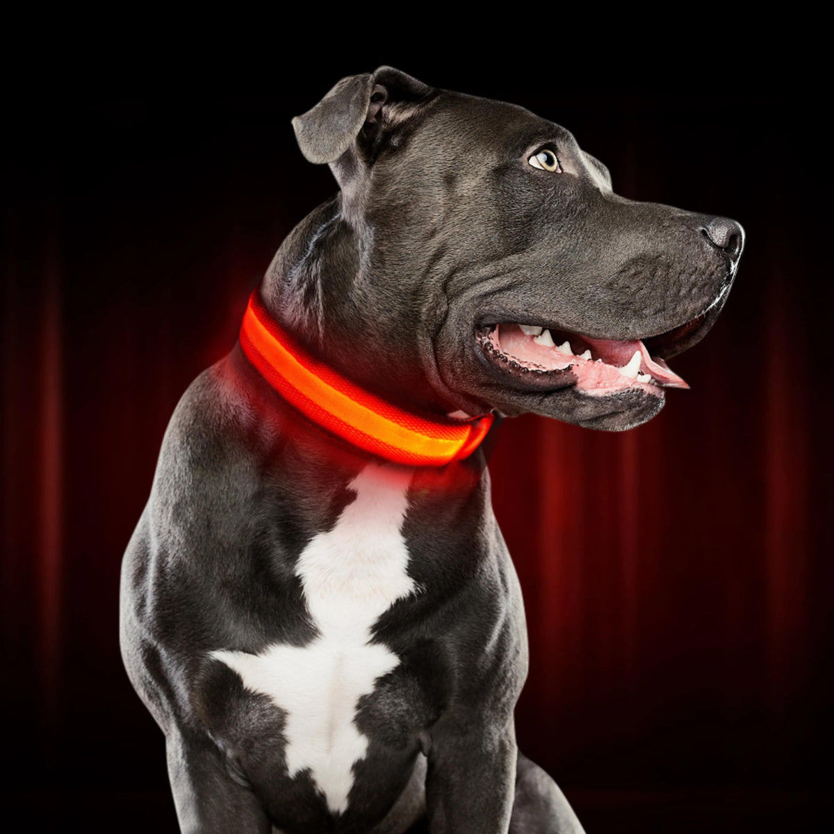 Leuchthalsband für Hunde