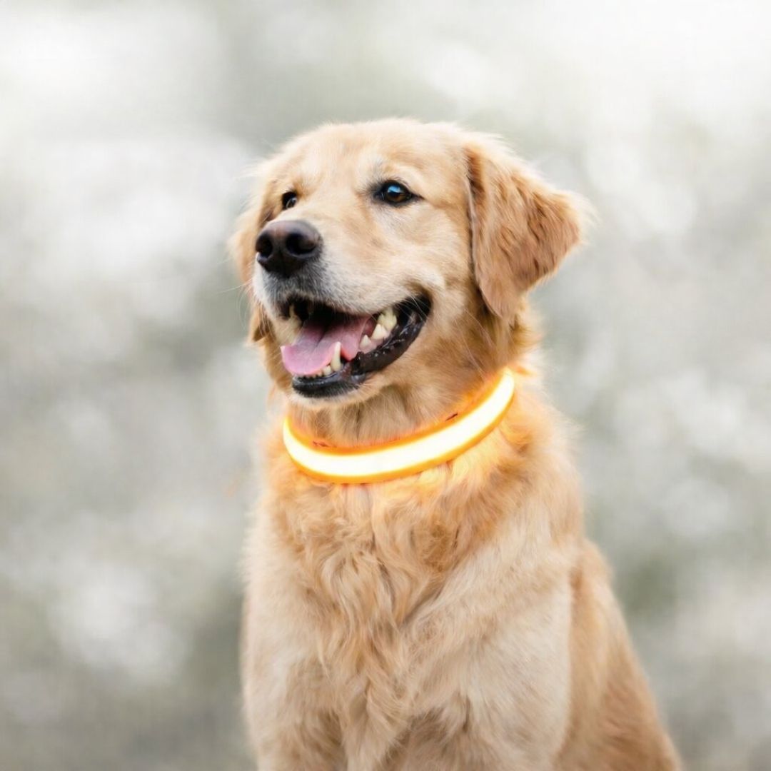 Leuchthalsband für Hunde